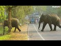 Uncover The Revolutionary Elephant Tunnel In Sri Lanka's  පාර පනින වනඅලින්ට රැකවරණය දෙන මිනිස්සු