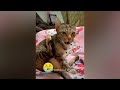 Funny Dog And Cat Videos 🤣 Best Funny Animal Videos 2024 🐱