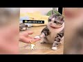 IMPOSSIBLE TRY NOT TO LAUGH 😂 Funny Animal Moments 😹😍