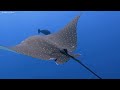Ocean Reef 4kThe Best 4K Sea Animals for Relaxation - Underwater Wonders - Relaxing Music