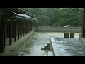 고즈넉한 한옥 뒤마당에 내리는 폭우 거센 빗소리, 비오는 소리, Heavy Rain Sounds 백색소음 white noise