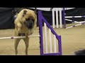 Mastiff Competing At Dog Agility