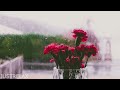 Soothing Piano Music With Rain, Vol-1 ~ Relaxing Music for Studying, Relaxation or Sleeping.