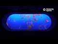 2 Hours Of Jellyfish To Study/Relax/Work To | Lofi Hip Hop | Monterey Bay Aquarium Krill Waves Radio