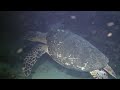 Night Dive on The Christena, Nevis, June 12, 2014