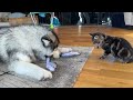 Giant Husky And Cat React To Fish! They Don't Know What To Do!!