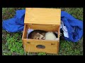 F3 Ferret Training System