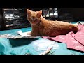 Teething kitten destroying newspaper
