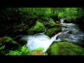 Amazing Nature Sounds, Calm Water Flow and Birds Singing | Water Sounds for Sleeping