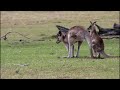 Critter Care Wildlife - Kangaroo Hugging Joey