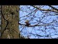 Wildlife Filmmaking - Spring Shorts '22 #4 Intimacy pt 2, Goldcrests