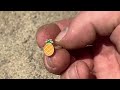 PENNY PILE EP.9 - Imported Wheat (Metal Detecting Canada)