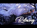 Relaxing Piano Music • Sleep Music, Water Sounds, Relaxing Music, Meditation Music 104