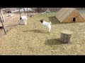 The Cutest Baby Goats Jump Into the Air! Compilation! Try not to laugh watching these goat kids!