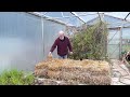 Creating an Organic Straw Bale Garden  - The conditioning process.