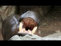 Amazing Scene of Wild Animals In 4K - Fascinating  Relaxation Film