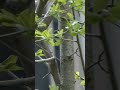 Hermit Thrush Perched in Tree During Migration Video