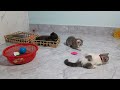 Funniest 2024😺Cats and 🥒 Cucumbers - Awesome Funny Pet Videos 😿🐶Part 8