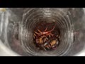 How the Chinese handle tons of Centipedes on farms -The world's largest Centipede farm