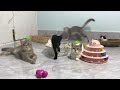 CLASSIC Dog and Cat Videos😍1 HOURS of FUNNY Clips😻