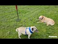 Labrador and Pug , out on their walk having a wonderful time