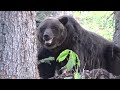 Huge grizzly bear hunting down an elk!