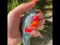 Smart And Funny Parrots Parrot Talking Videos Compilation (2023) - Cute Birds #26