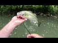 BFS Topwater Fishing Small Creek!