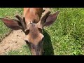 Whitetail Buck Deer Receives a Special Treat in All This Heat @ The Hillbilly Hoarder