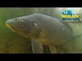 A moment with carp, underwater video.