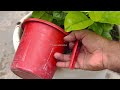 इस सफेद चीज से मोगरा फूलों से भर जाएगा Fertilizer for Mogra (Jasmine  )Plant | Green Gold Garden