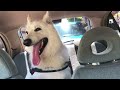 I took my White Shepherd, who hates hospital...