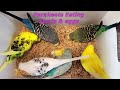 10 Hr Songs of Parakeet Budgie Birds, Listen to Nature Bird Songs, Meditation to Reduce Stress