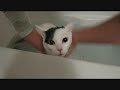 Cat taking a bath mooooooo mooooooo