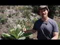 Mullein Leaves - Why Harvest Mullein, When to Harvest Mullein, and How to ID Mullein