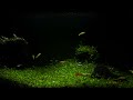🐟Relieve anxiety Aquarium 🐟 Fish Tank 🐟 deep sleeping🐟healing sound🐟meditation🐟【4K60HDR】🐟