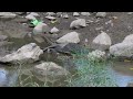 Yellow-Crowned Night Heron Goes Fishing