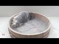 The Ultimate Chinchilla Dust Bath Compilation!