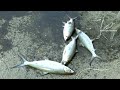 JALA IKAN DI SUNGAI/MUARA SARANG BANDENG BABON MONSTER SEMUA