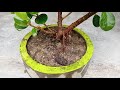 ficus bonsai