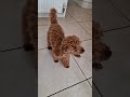Beautiful Fire Red Toy Poodle Puppy Tricks Training Shake Hands #puppytraining