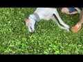 Adopted greyhound's first time in new backyard... he celebrates with zoomies!