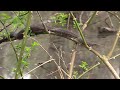 Water Snake Eats Toad