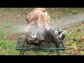 Casting an Ant Colony in a Stump with Molten Aluminum (Anthill Art Cast #121)