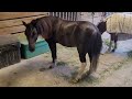 How to unchitch mini horses from carriage