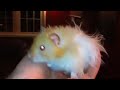 Demon Hamster!