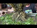 PROSES PENGAWATAN BONSAI BOKSUS SIAP KONTES