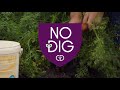 No Dig Carrots, easier than you thought