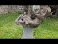 Scottish birds fighting in the bath during the hottest summer on record.