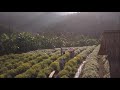 Drone video of a Chrysanthemum field in the mountains in north Thailand